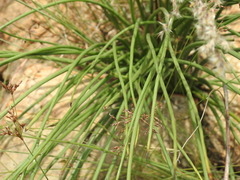 Bulbine angustifolia