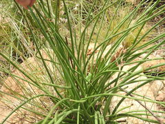 Bulbine angustifolia
