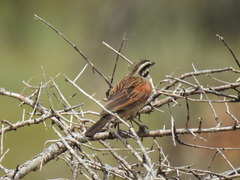 Emberiza capensis limpopoensis