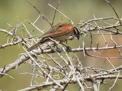 Emberiza capensis limpopoensis