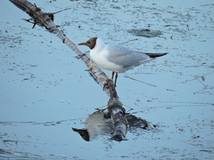 Chroicocephalus ridibundus