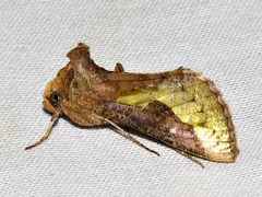 Thysanoplusia orichalcea