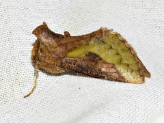 Thysanoplusia orichalcea
