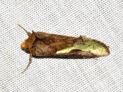 Thysanoplusia orichalcea