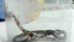 Hemibungarus calligaster