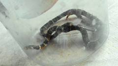 Hemibungarus calligaster