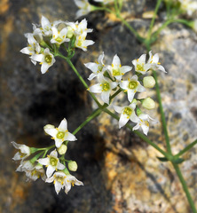 Galium pruinosum