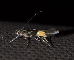 Cosmopterix clemensella