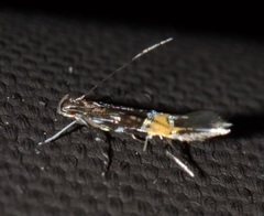 Cosmopterix clemensella
