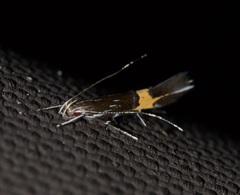 Cosmopterix clemensella
