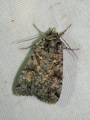 Anaplectoides pressus