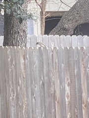Junco