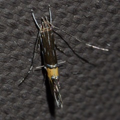 Cosmopterix clemensella