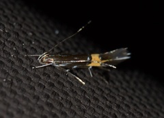 Cosmopterix clemensella