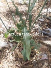 Launaea taraxacifolia
