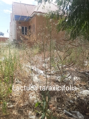 Launaea taraxacifolia