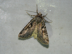 Anaplectoides pressus