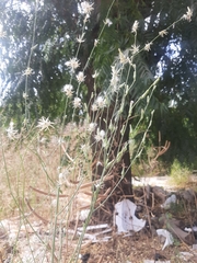 Launaea taraxacifolia