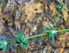 Galium pruinosum