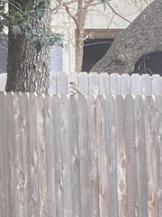 Junco