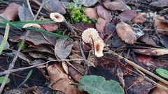 Crinipellis scabella