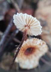 Crinipellis scabella