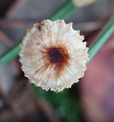 Crinipellis scabella