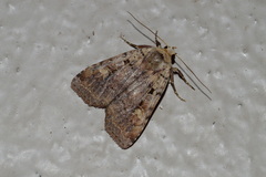 Diarsia jucunda