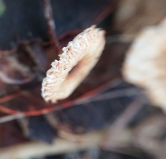 Crinipellis scabella