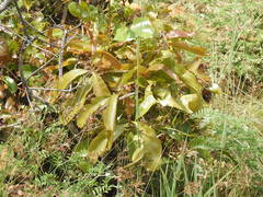Ficus ingens