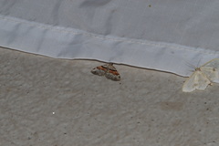 Xanthorhoe packardata