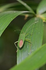 Homoeocerus graminis
