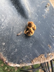 Xylocopa sonorina