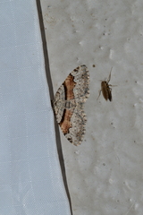 Xanthorhoe packardata