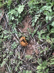 Xylocopa sonorina