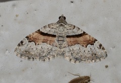 Xanthorhoe packardata