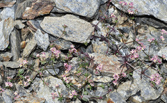 Galium rosellum