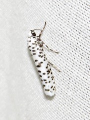 Yponomeuta strigillatus