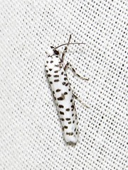 Yponomeuta strigillatus