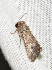Condica capensis