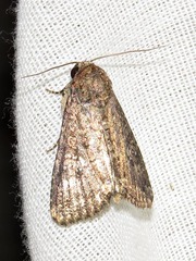 Condica capensis