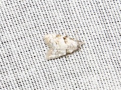 Nola sokotrensis vansoni