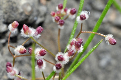 Galium setaceum