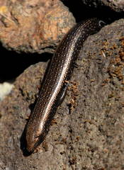 Chalcides coeruleopunctatus