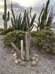 Cleistocactus