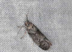 Ericrypsina chorodoxa