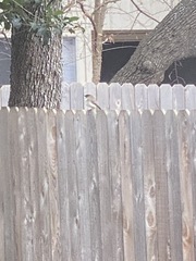 Junco