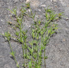 Galium setaceum