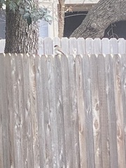 Junco