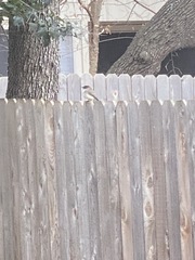 Junco
